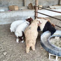5عدد بره یا گوسفند 3تا نر ، 2تا ماده درجه یک|حیوانات مزرعه|اهواز, منازل کارون|دیوار