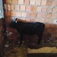 گوساله فروشی