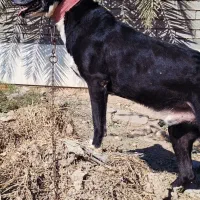 سگ قدرجونی|سگ|امیدیه, |دیوار