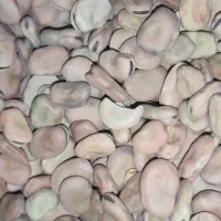 باقلا برای کاشت|عمدهفروشی|چرام, |دیوار