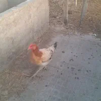 مرغ خروس ماکیان جوجه