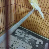 قناری نر رسمی