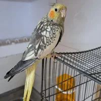 فروش فوری عروس هلندی بالغ|پرنده|قم, شاه سید علی|دیوار