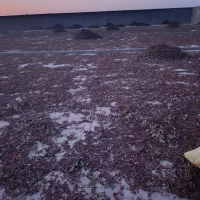 پوست پسته خراک دام|حیوانات مزرعه|بردسکن, |دیوار