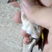 سهره نر