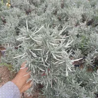 گل ناز گوشتی باغچه ای آپارتمانی،رزماری شمشاد،ترون|گل و گیاه طبیعی|تهران, افسریه شمالی|دیوار