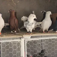 ۲۸ تا دمسفید آس|پرنده|مه ولات, |دیوار