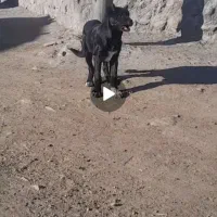 ماده سرابی ۳ماهع بهرتین