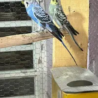 مرغ عشق|پرنده|سیرجان, |دیوار