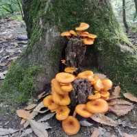 اردوی گردشگری کوهمره