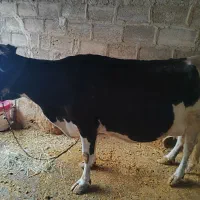 گاو وگوساله نر