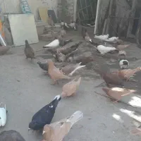 سرخ و زرد خالدم|پرنده|مشهد, ترمینال|دیوار