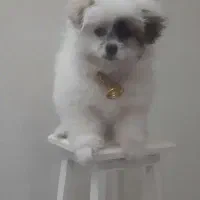 پامرخرسی|سگ|ملارد, |دیوار