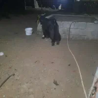 بز نر|حیوانات مزرعه|شادگان, |دیوار