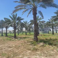 نخل ثمری تنه دار