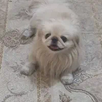 پیکینیز امپریال