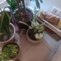 گلهای آپارتمانی|حراج|تهران, حکیمیه|دیوار