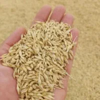 فروش جو آبی بهمن