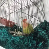 کوتوله، عروس، مرغ عشق