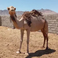 شتر فروشی|حیوانات مزرعه|کوهبنان, |دیوار