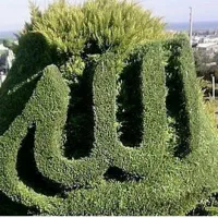 هرس کاج لاوسون بصورت حرفه ای چمستان