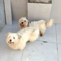 واگذاری پاکوتا پشمالو|سگ|رشت, منظریه|دیوار