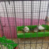 فنچ