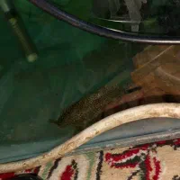 ماهی لجن خوار