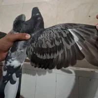 کفتر