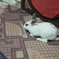 خرگوش|موش و خرگوش|سیب و سوران, |دیوار