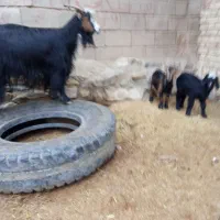 یک عدد بز دوقلو زا بادو کهره نر فروشی|حیوانات مزرعه|خرامه, |دیوار