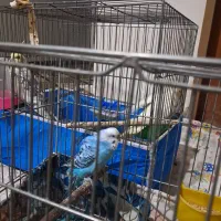 مرغ عشق|پرنده|شاهین‌شهر, برخوار غرب|دیوار