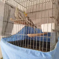 عروس هلندی عروس طوطی