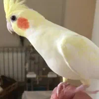 عروس هلندی سِنم