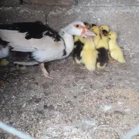 جوجه اردک خارجی ۲ هفته ای