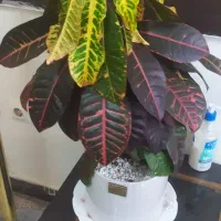 جویای کار روز مزدی