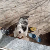 واگذاری پاکوتاه شیتزو