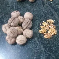 گردو|خوردنی و آشامیدنی|پاوه, |دیوار