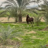 فروش اسب .قیمت توافقی|اسب و تجهیزات اسب‌سواری|کازرون, |دیوار