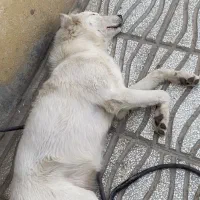 سگ  گمشده در درجزین