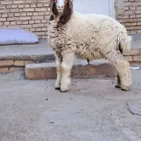 بره نر چاق