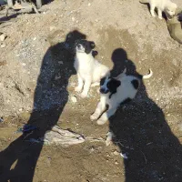 فروش توله قهدریجانی ۲ ماهه