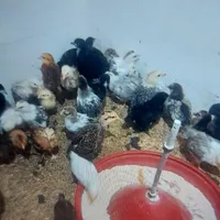 جوجه و مرغ و خروس|حیوانات مزرعه|کرج, باغستان|دیوار