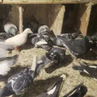 ۲۵ تا مخلوط