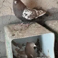 جفت سینه ای