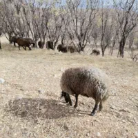 بره قوچ سبز اینده دار|حیوانات مزرعه|نجفآباد, یزدانشهر|دیوار