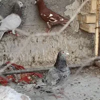 کفتر کبوتر گلی  وسرو|پرنده|برازجان, |دیوار