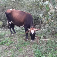 گاو شکم دار 8 ماهه،