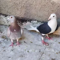 کفتر پلاکی|پرنده|شیراز, کوشک میدان|دیوار