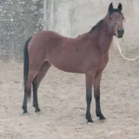 فروش اسب عرب خالص|اسب و تجهیزات اسب‌سواری|رامشیر, |دیوار